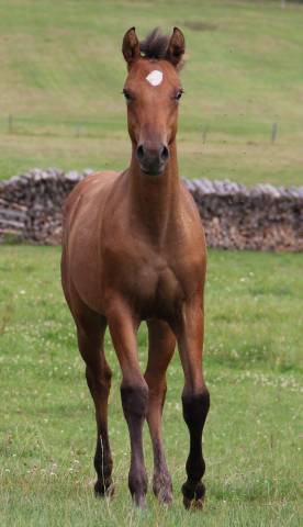 Pouliche appaloosa