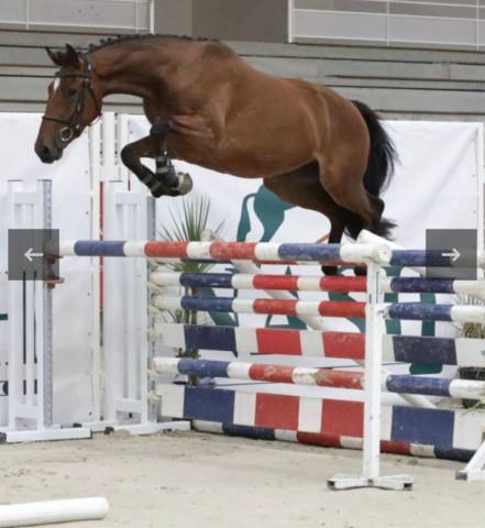 DPpour Jack, 5ans aux écuries de Bedon Nancy Sud