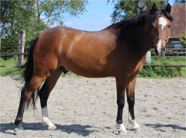 poney pfs 3 ans