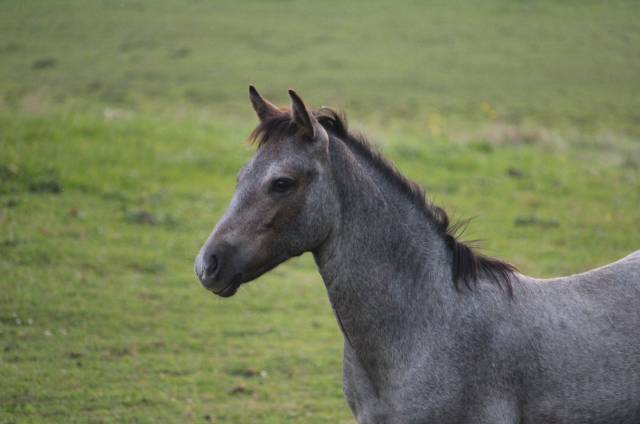 Poulain Connemara PP pour le sport