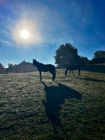 pension familiale chevaux 