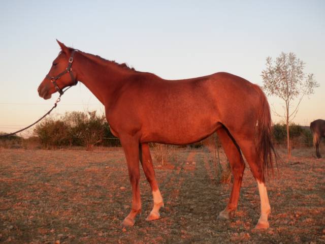 chevaux pur sang arabe et dsa