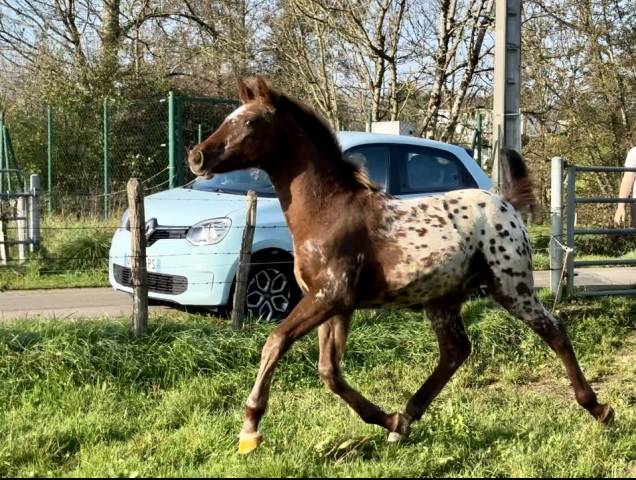 Poulain foal near léopard origines sport 