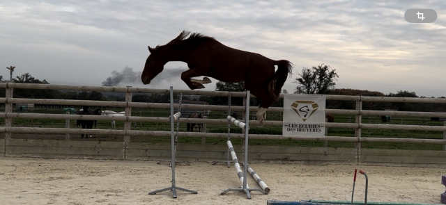 Jeune cheval de 3ans 