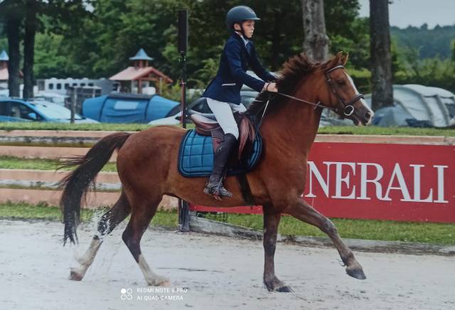 poney PFS 6 ans poney d'avenir - qualité et gentillesse