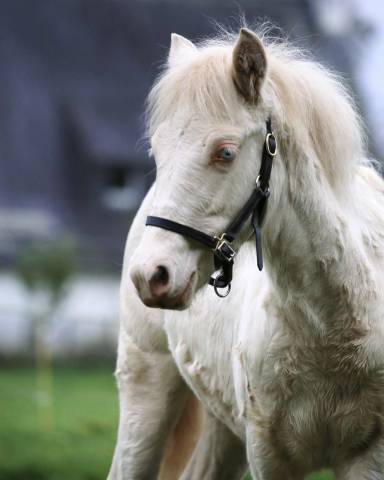 Okami pouliche ONC crème au 2 yeux bleus