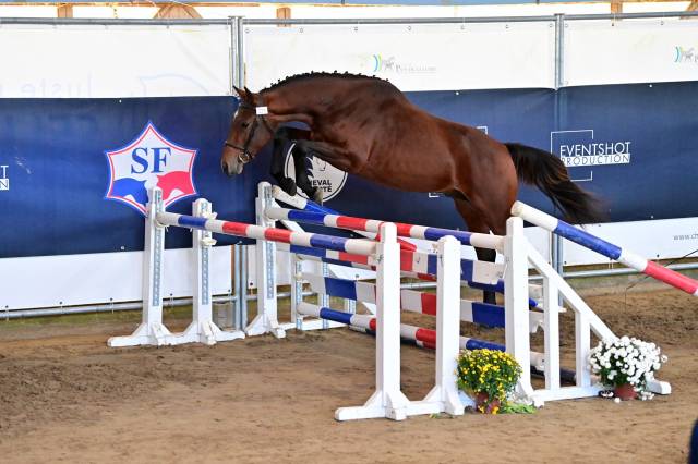 Très beau cheval qui va prendre 3ans. Idéal complet.