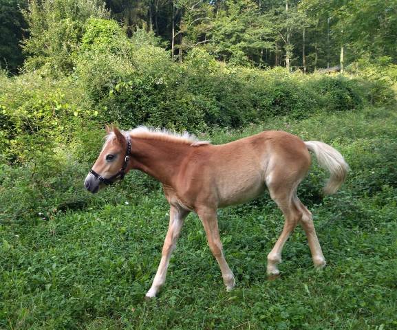 Pouliche Haflinger 