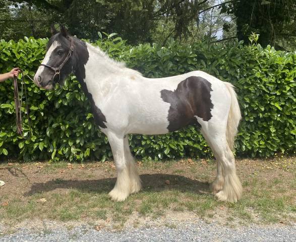 Hongre onc type irish cob /selle