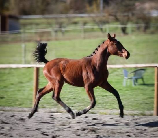 Pouliche Hanovrienne d'avenir, Vitalis X Glamourdale