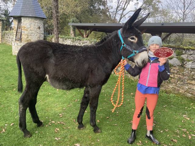 À VENDRE, 2 magnifiques mâle  ÂNES DES PYRENNEES