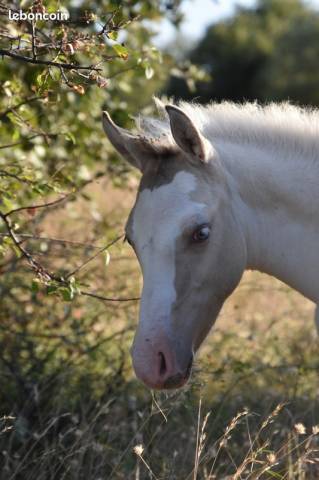 POULAIN CHAMPAGNE DUN TOBIANO AUX YEUX BLEUS