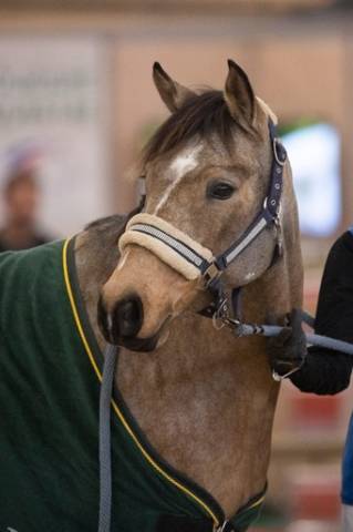 Top ponette à finir de former 