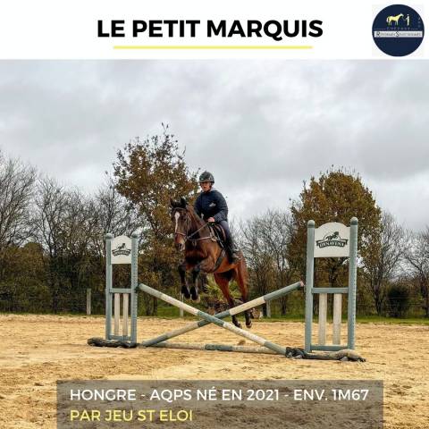 JOLI HONGRE - LE PETIT MARQUIS - 3 ANS