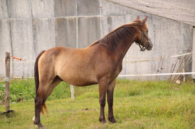 Poney 3 ans PFS 