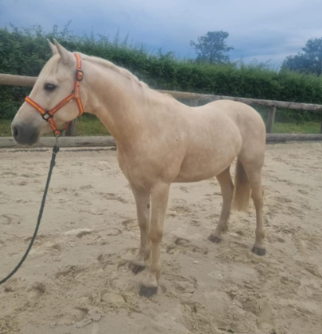 ADORABLE PONEY - 9 ANS - 145 CM 