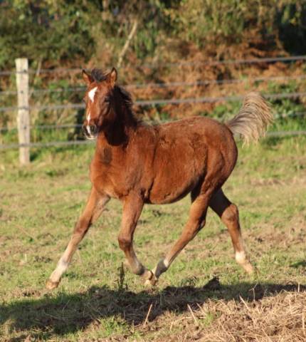 Poulain poney français de selle