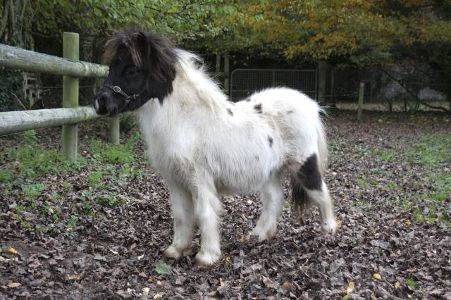 ORION du VIQUET, Poulain shetland à vendre