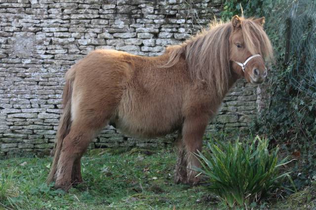 NESQUICK du VIQUET, Poulain shetland à vendre