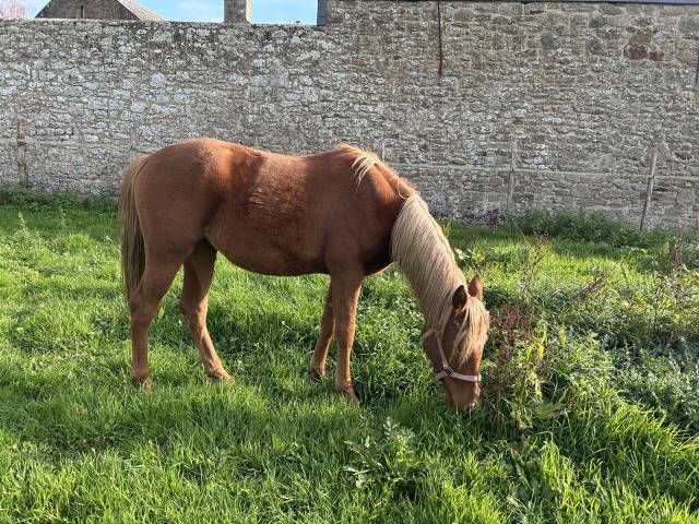 Chic pouliche origines allemandes dressage