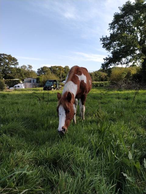 Pouliche paint horse lignée reining/cutting