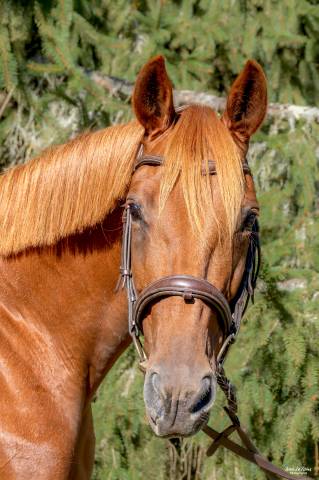 Cheval jument 12 ans loisir balade 1m57 