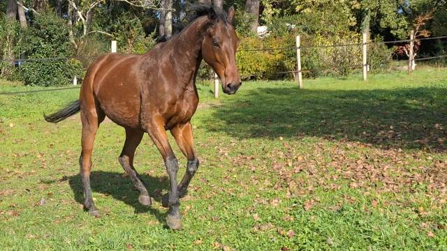 Hongre de 6 ans 1m61 pour extérieur et loisirs 