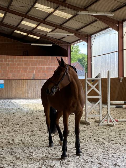 cheval à vendre 