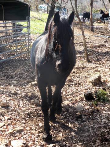 Jument - Arabo frison - 7 ans 