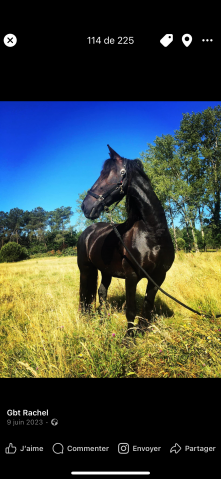 Magnifique jument frison 