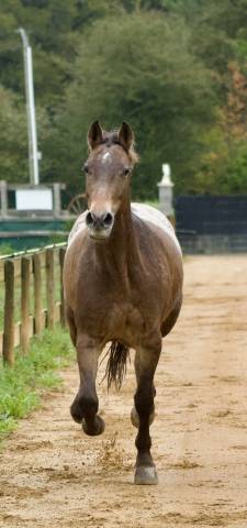 Galipette, jument appaloosa de rêve pour tous niveaux