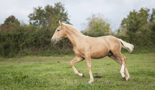 Grand poulain palomino