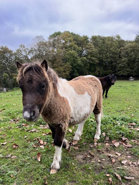 Poney Shetland de 4 mois