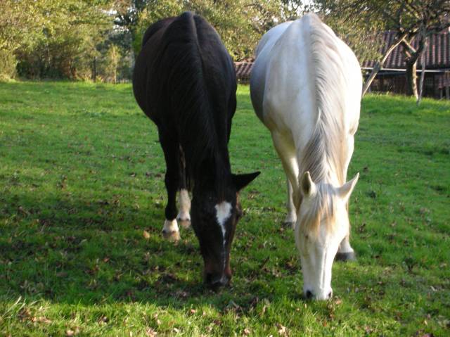 Pension Chevaux