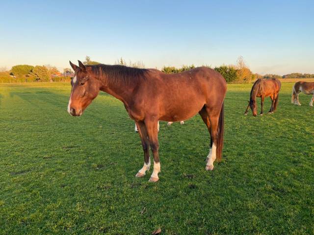 Poulain selle francais 2 ans hongre