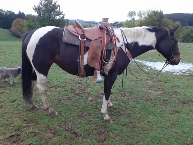 Jument paint horse PP sire et US