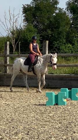 Cherokee, Cheval apaloosa 