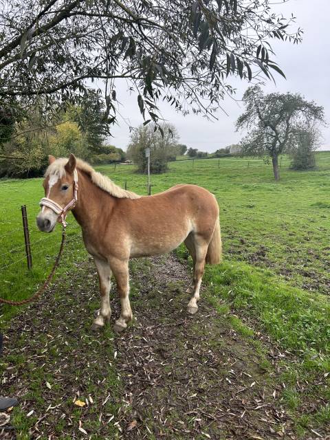 Cheval à vendre 