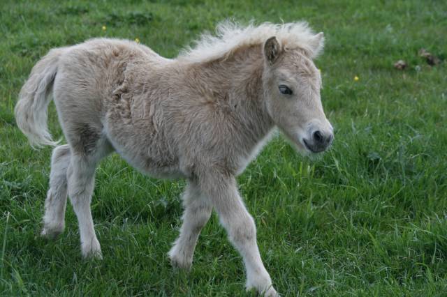 Pouliche shetland pp taille standard - palomino