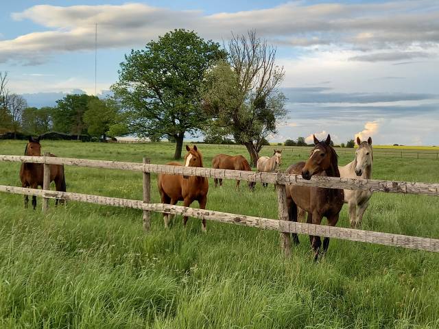 Propose pension pour chevaux au pré et ou pré/box