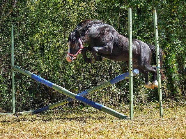 Étalon B ONC 5 ans