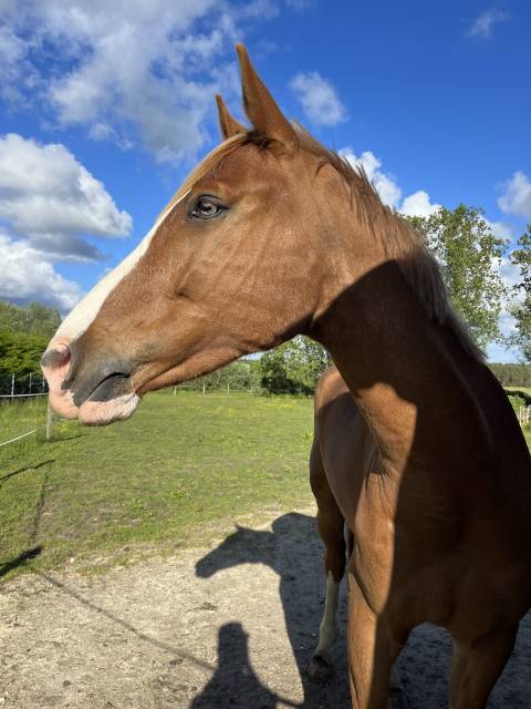 Cheval de sport 