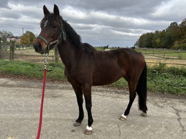 Ponette de 4 ans Welsh par Bred 