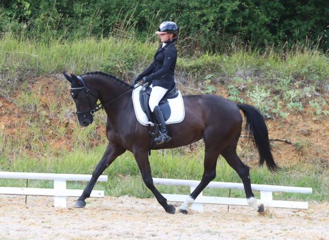 Jument de dressage 