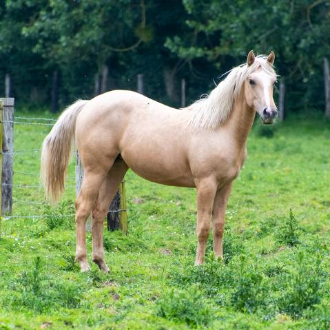 Poulain  appaloosa