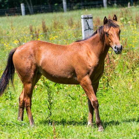 Poulain  appaloosa