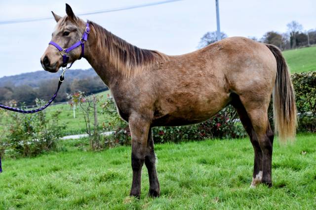 Très beau et rare Quarter Horse SILVER !