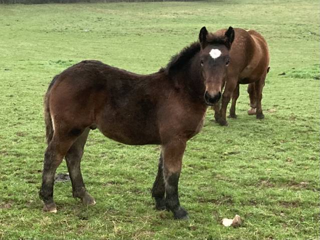 Poulain croisé Cob normand x ardennais 