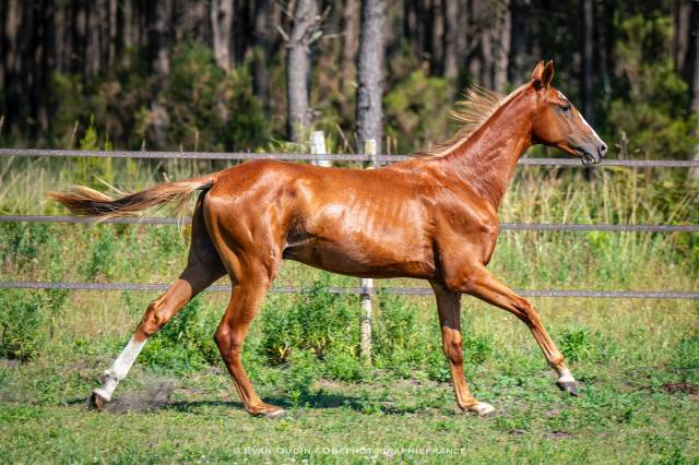 Entier Akhal teke