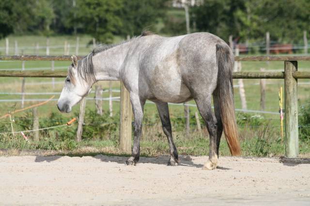 Ponette connemara en cours de débourrage - top origines